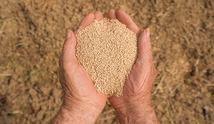 organic sesame seeds